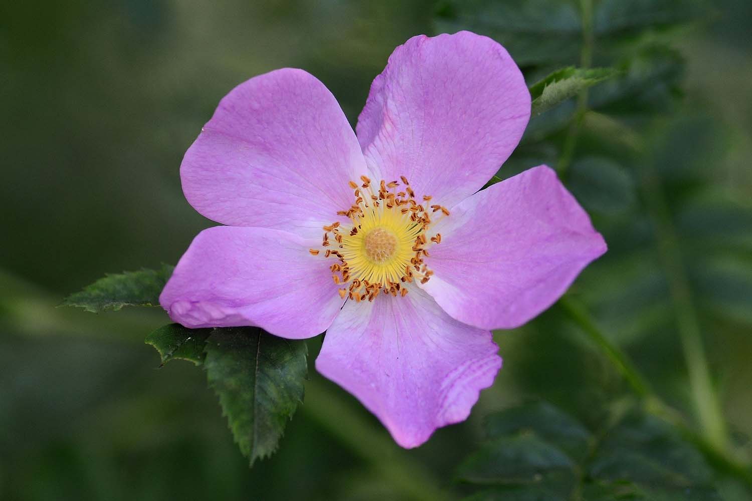 Rosa virginiana- Prairie (Virginia) Rose Long Island Native Planting Suffolk Hydroseeding.com 